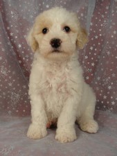 Male Cockapoo Puppy for Sale #25 Born August 10, 2011